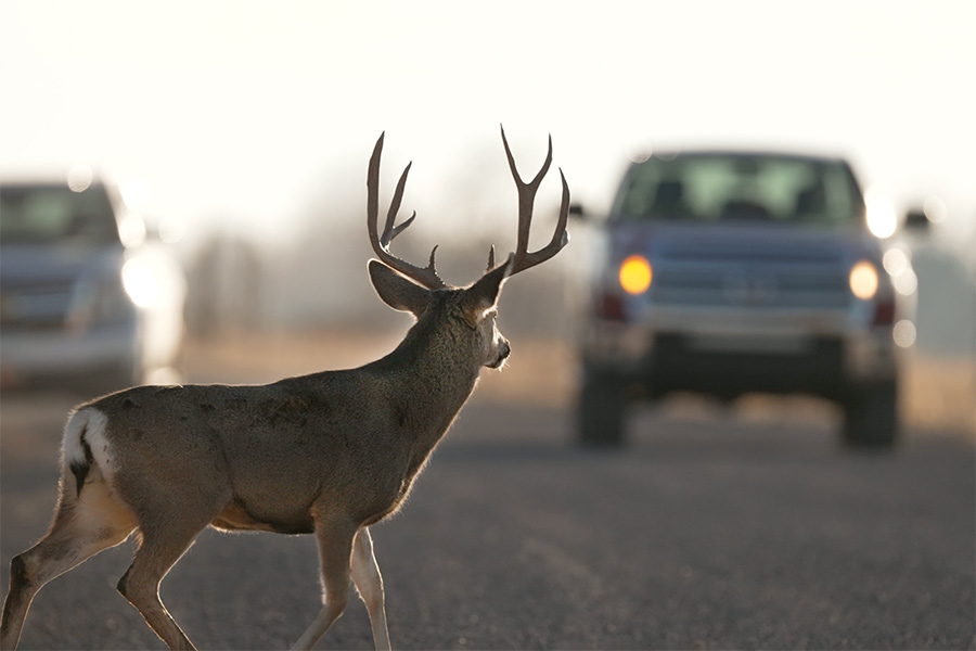 animal damage repair services